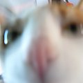 Nawet autofocus nie radzi sobie, kiedy obiektem mych fotografii jest Mikusia. ;) #miki #mikusia #koty #śmieszne #kot