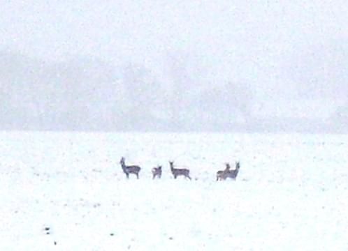 sarny w zimowej mgle #zima #sarna #las #natura #przyroda #zwierzęta