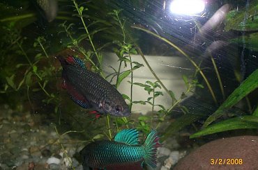 #bojownik #samiec #samica #bojowniczka