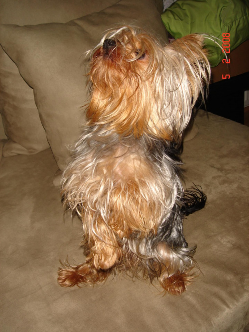 władca półki z głośnikami