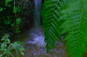 #strumyk #paproć #klimat