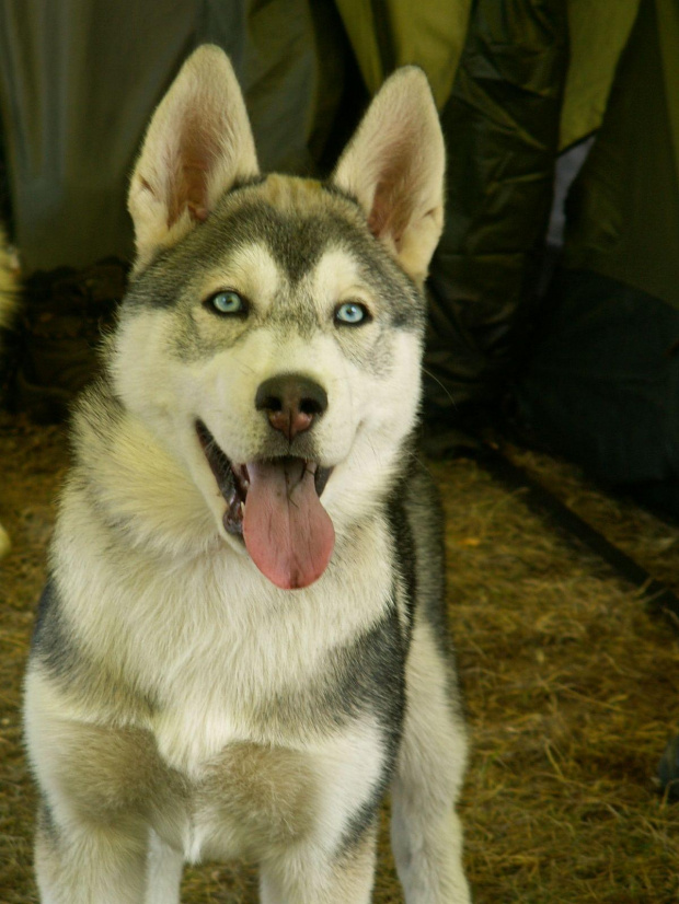 Mały DRaco :) 1 Primaaprylisowe Zawody Psich Zaprzęgów Nakło/ Paterek 2006 :)