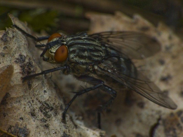 #makro #mucha #natura #owad #potwór