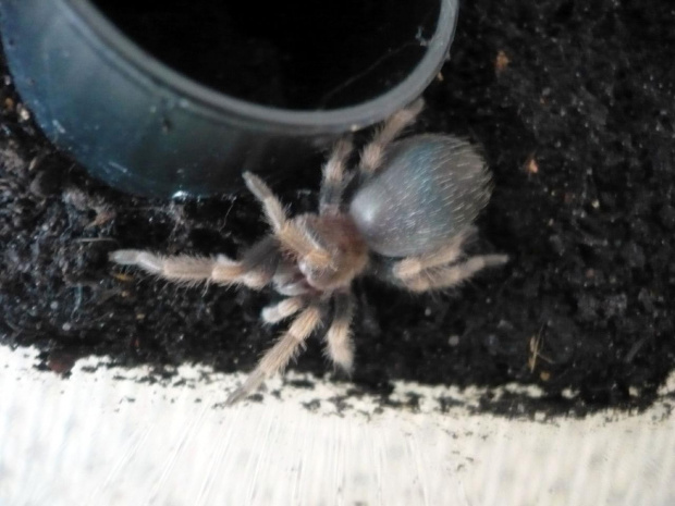 smithi l5