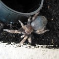 smithi l5