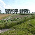 Nowa winnica 1rok