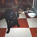 Czarna Tamara i Gryzelda - pierwsze koty w Australii