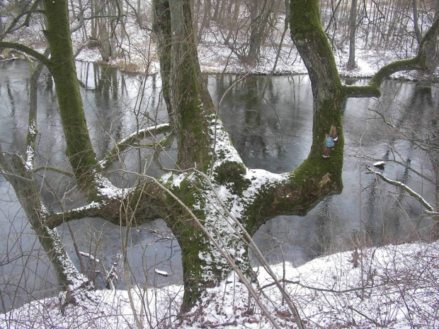 BRZEGIEM BRDY DO GOŁABKA
17.02.08r.