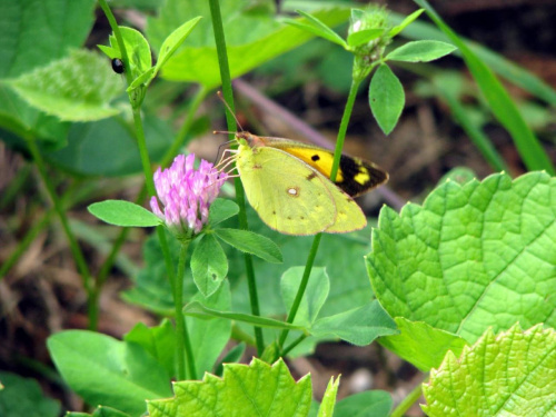 Motylki, robaczki, to wdzięczny temat do fotografowania. 12 krotny zoom. #Motylek #przyroda #zieleń