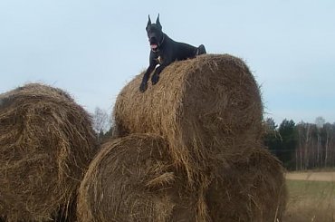 jak ja stąd zejdę ? #DogNiemiecki #villain