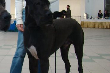 #DogNiemiecki #wystawa #toruń #villain