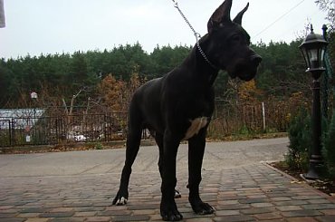 #DogNiemiecki #villain