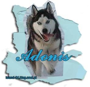 Mój Pies Adonis. 1 rok i 2 miesiące. #Mój #Pies #Adonis #miesiąc