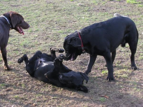 Max Buster Hexa Neska labradory #labrador