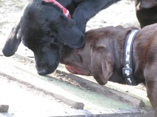 Hexa, Max, Neska, Buster labradory #LabradoryPsy