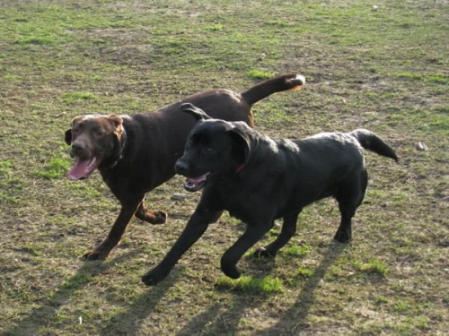 Max Buster Hexa Neska labradory #labrador