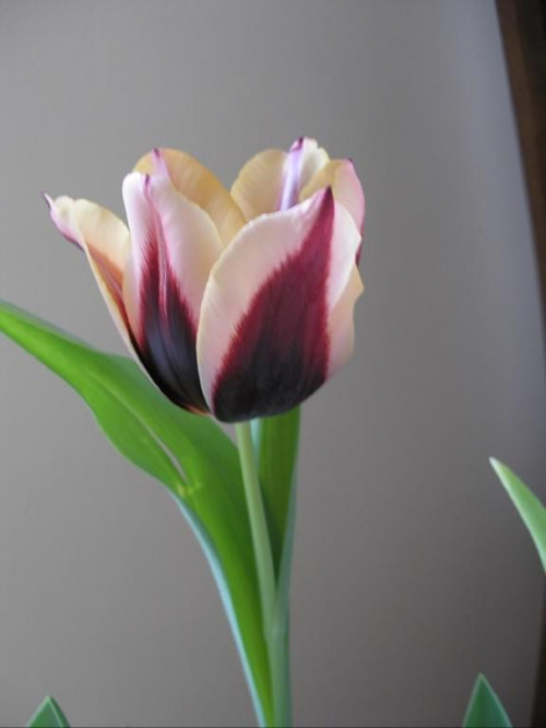 Tulipany zakwitły w mieszkaniu #kwiatki #kwiaty