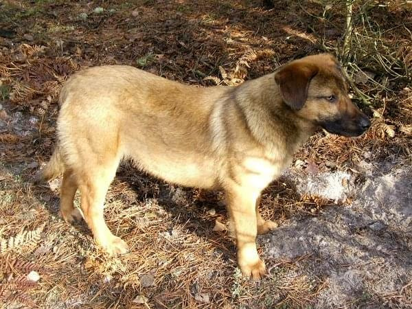 Starsza - matka - ma około 2-3 lat, młoda sunia ma około roku. Sunie są nieduże, sięgają mniej więcej do kolana. Suńki są bardzo łagodne, nie wykazywały i nie wykazują agresji.