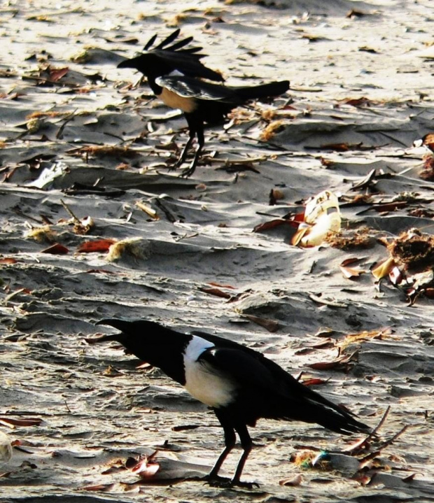 African Pied Crow/Corvus Albus/ Kruk srokaty (rodzaj: corvus)
Rodzina: Krukowate/Corvidae/Crows