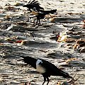 African Pied Crow/Corvus Albus/ Kruk srokaty (rodzaj: corvus)
Rodzina: Krukowate/Corvidae/Crows