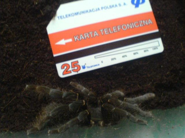 H.gigas L11