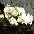 phalaenopsis #storczyki