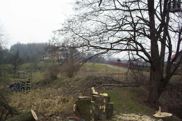 Przycinka drzew nad stawem salinarnym