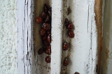 #biedronka #rodzina #czerwony