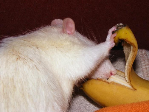 Oliver i banan :)