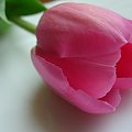 #tulipan