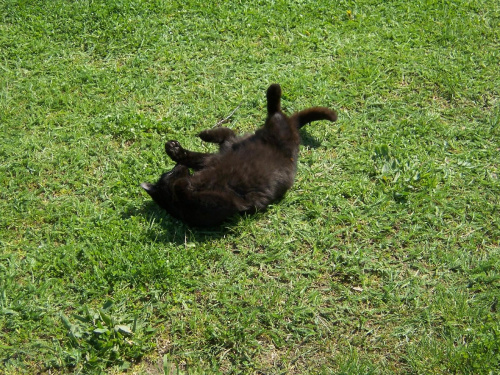Kiciuś się bawi. #kot #CzarnyKot #zwierze #ssak #cat #kiciuś