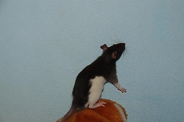 Kajko i Kokosz na wybiegu :) #szczur #ogonek #zwierzęta #natura