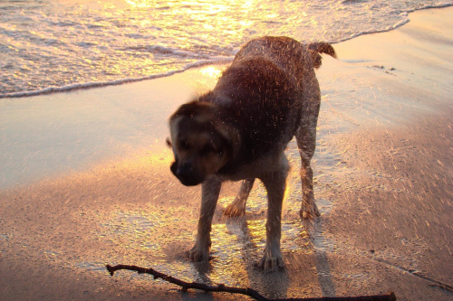 wschód słońca i poranna kąpiel czworonoga :) #pies #woda #morze #wschód #słóńce #czworonóg #zabawa #krople