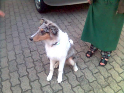 Lassie;)