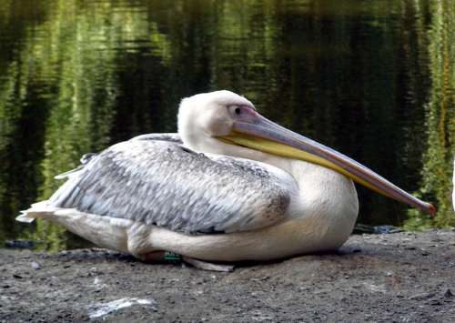 ogród zoologiczny w Łodzi