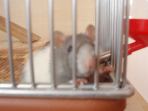 Moje dwie szczurki - Fufcia i Dziuba Część 1 Zdjęcia troszke rozmazane ale da sie ogladac :) #ZwierzetaSzczur