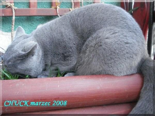 marzec 2008-CHUCK