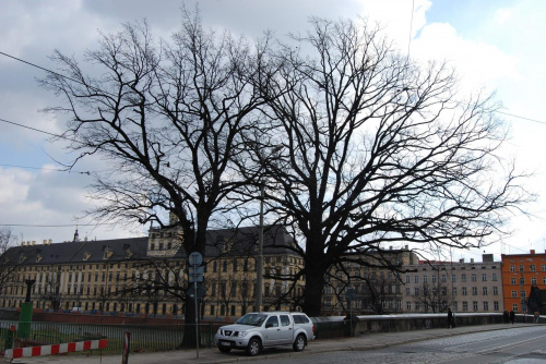 #UniwersytetWrocławski #drzewo #most