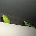 papużki