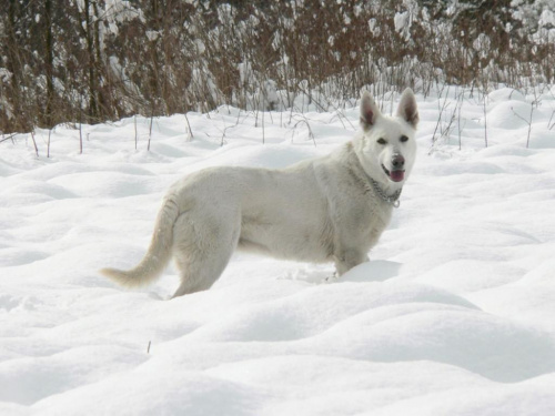 Biały owczarek szwajcarski na śniegu #pies