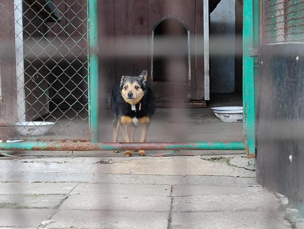 #DoAdopcji #schron #czeka #pies #adoptuj #Jastrzębie