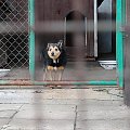 #DoAdopcji #schron #czeka #pies #adoptuj #Jastrzębie