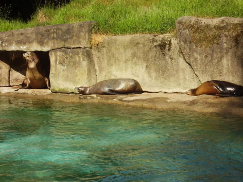 zoo w Belfaście