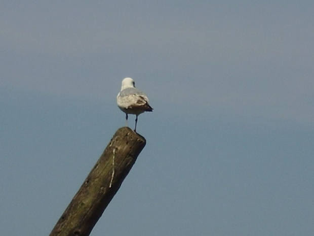 zoo w Belfascie