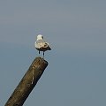 zoo w Belfascie