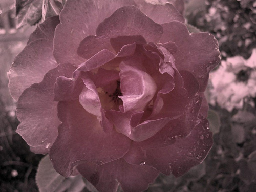 prawie jak kapusta : P #róża #kwiat