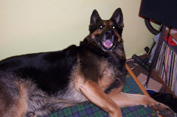 Gustaw