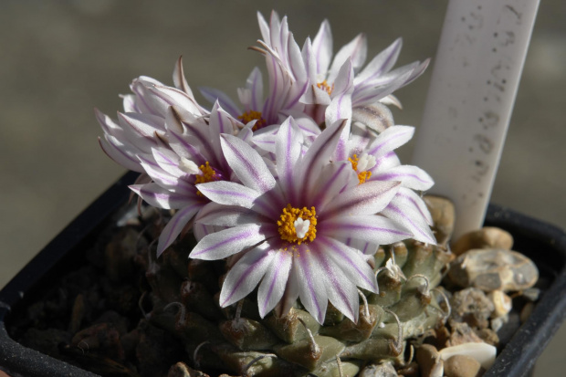 Turbinicarpus panarottoii