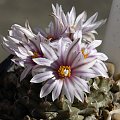 Turbinicarpus panarottoii