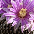 Turbinicarpus pseudopectinatus